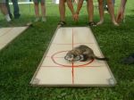 Ferret Curling