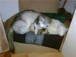 I have an extra ferret in a box in that