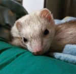 Aurra 
