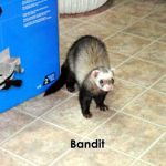 Bandit #2