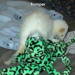 Bumper