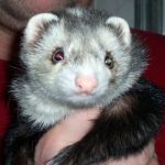 Clyde