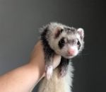 Cookie