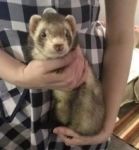 Domino