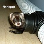 Finnigan