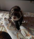 Fizz (prvs. Stitch)