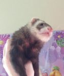 Handsome
