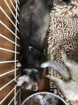 Mocha (prv. Sausky)