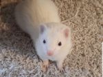 Penelope