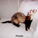 Phoebe