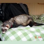 Poco (prev.Oscar)