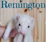 Remmington aka Remy