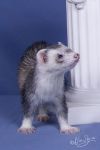 Rex