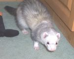 Roscoe