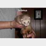Seamus