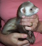 Snickers