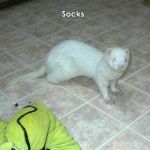 Socks