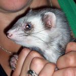 Spanky