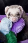 Woozle